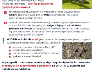 Obrazek wyróżniający KOMUNIKAT – GROŹNY SZKODNIK JESIONÓW WYKRYTY W POBLIŻU POLSKI