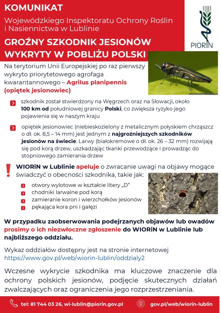 Miniaturka: KOMUNIKAT – GROŹNY SZKODNIK JESIONÓW WYKRYTY W POBLIŻU POLSKI